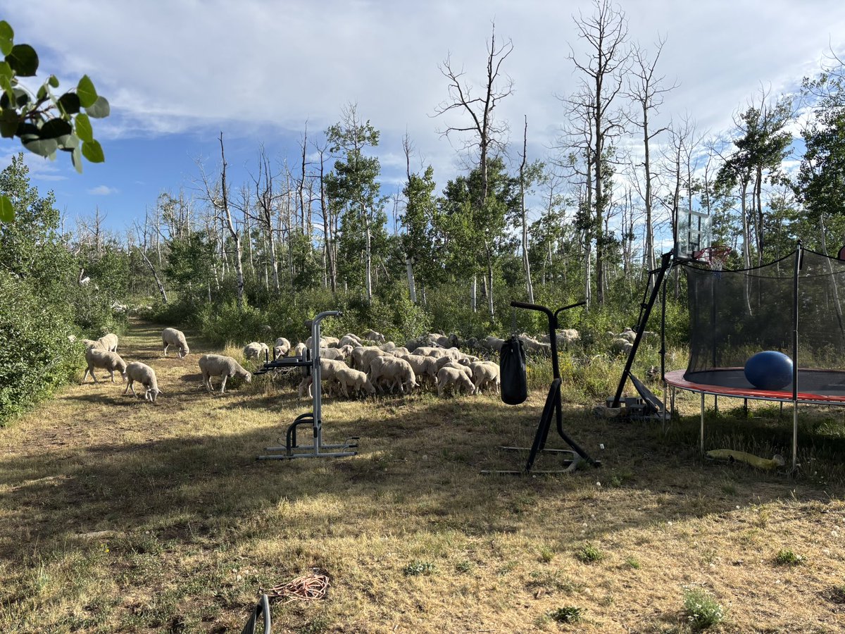 jaminwestby's tweet image. Am I working out tonight or nah (baaaaa)
🤣 @rossiadam @rhensing @DaleStarkA10