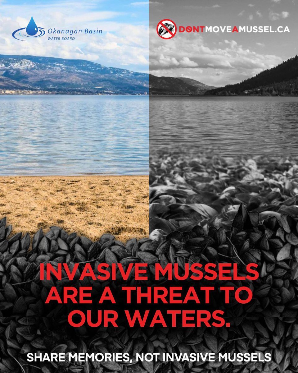 ‼️ Imagine our clean, vibrant #Okanagan beaches covered in razor-sharp mussel shells. Imagine our pristine lakes filled with toxic algea. Imagine our thriving tourism devastated. This is what we stand to lose if #InvasiveMussels arrive.

Learn more at DontMoveAMussel.ca