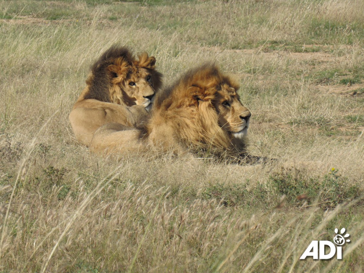 AnimalDefenders's tweet image. Why can’t rescued big cats be released into the wild? Saved from circuses, zoos, and the pet trade, they’re often inbred, malnourished in early life and suffer lifelong health problems. At the #ADIWildlifeSanctuary, they can roam and play in safety under our care.