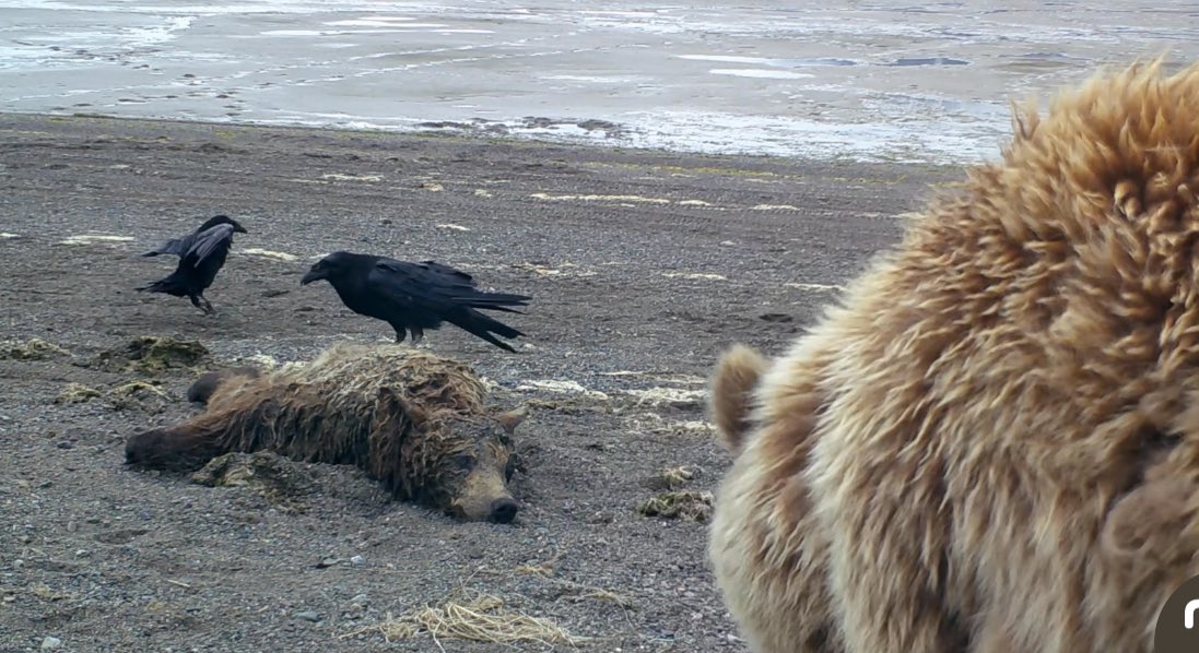 Check out the video I just showing what happens to a dead on the beach of Alaska- bears, ravens, eagles, fox and wolves.  

youtu.be/lgzcu2rYObc?si…