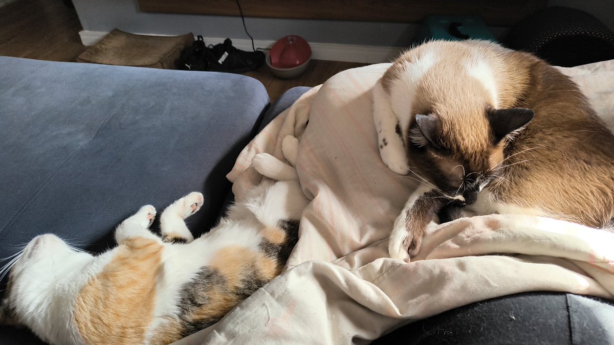 Buzelda's tweet photo. @BichinhosFB Tufão e Carminha 🥺 https://t.co/HXEWxiTyQM