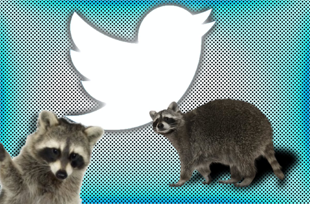ADumbRacoon's tweet image. [ A RACCOON JOINS #PARODYTWT ]