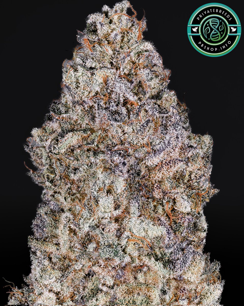 Privatebreeds's tweet image. Crimson Skies (Skylimes x Red Velvet), these are just too crazy and it's been fun seeing the wild stuff people have found. These pheno is what I personally look for, Red Velvet look with Skylimes's pure insanity terp profile and super sativa highs.
Skylimes still one of my…