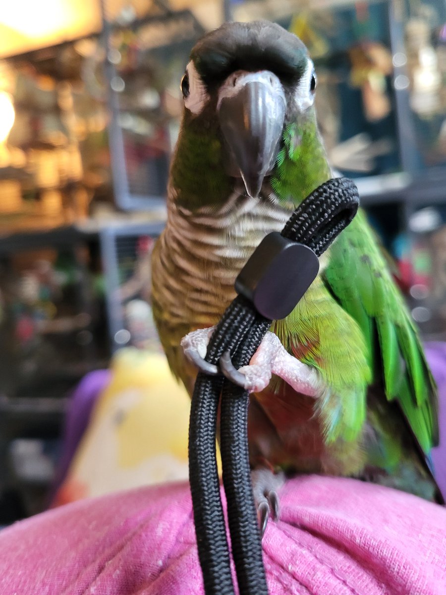 PepperNPals's tweet image. Apparently I can't have a wrist strap on my phone because every tiny creature in this house thinks it is a toy