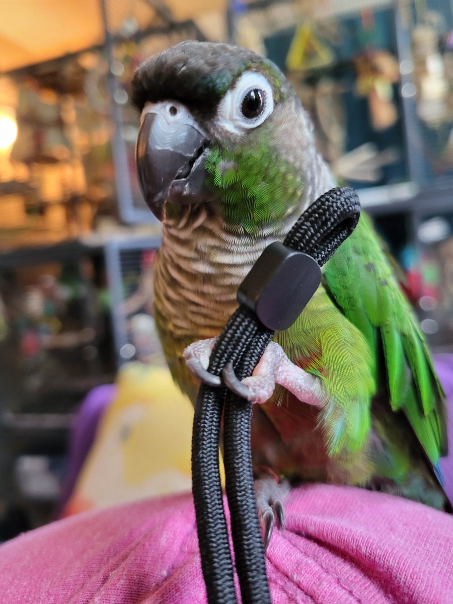 PepperNPals's tweet image. Apparently I can't have a wrist strap on my phone because every tiny creature in this house thinks it is a toy