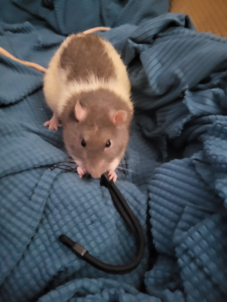 PepperNPals's tweet image. Apparently I can't have a wrist strap on my phone because every tiny creature in this house thinks it is a toy