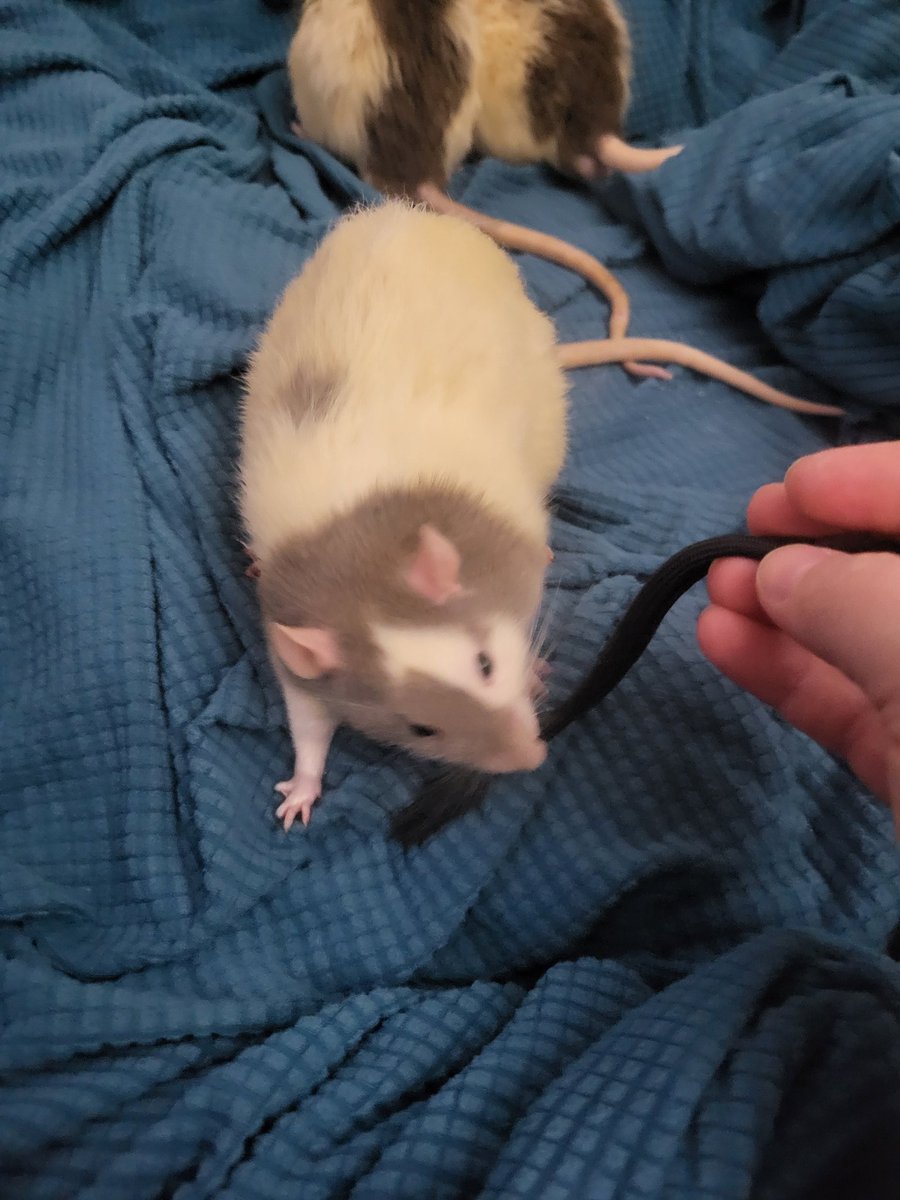 PepperNPals's tweet image. Apparently I can't have a wrist strap on my phone because every tiny creature in this house thinks it is a toy