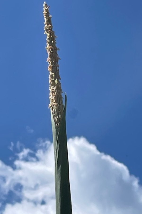mjanders1's tweet image. ❗️Mark Licht wrote a nice little blog on the wrapped tassel issue some are noticing. At the end of the article, there’s an anonymous questionnaire to learn more about the conditions in which you’re seeing it! #ISUCrops
Read the article: crops.extension.iastate.edu/post/are-you-s…