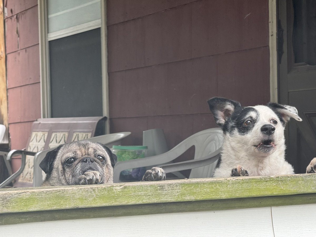 MikeMcGPontiac's tweet image. These little guys made sure to say hello on Whittemore. #PupsOfPontiac #PAWtiac 🐾