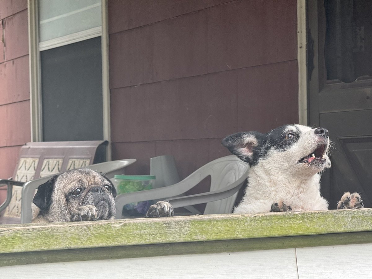 MikeMcGPontiac's tweet image. These little guys made sure to say hello on Whittemore. #PupsOfPontiac #PAWtiac 🐾