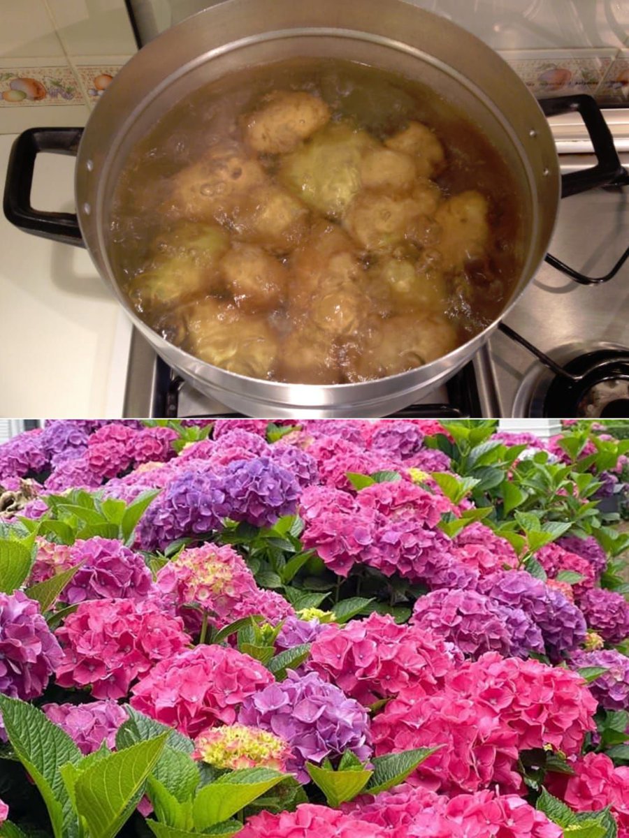 Agua de patatas: el fertilizante natural que hará que tus plantas crezcan y florezcan como nunca de-jardineria.com/2025/07/agua-d…
#fertilizante #plantas #jardin