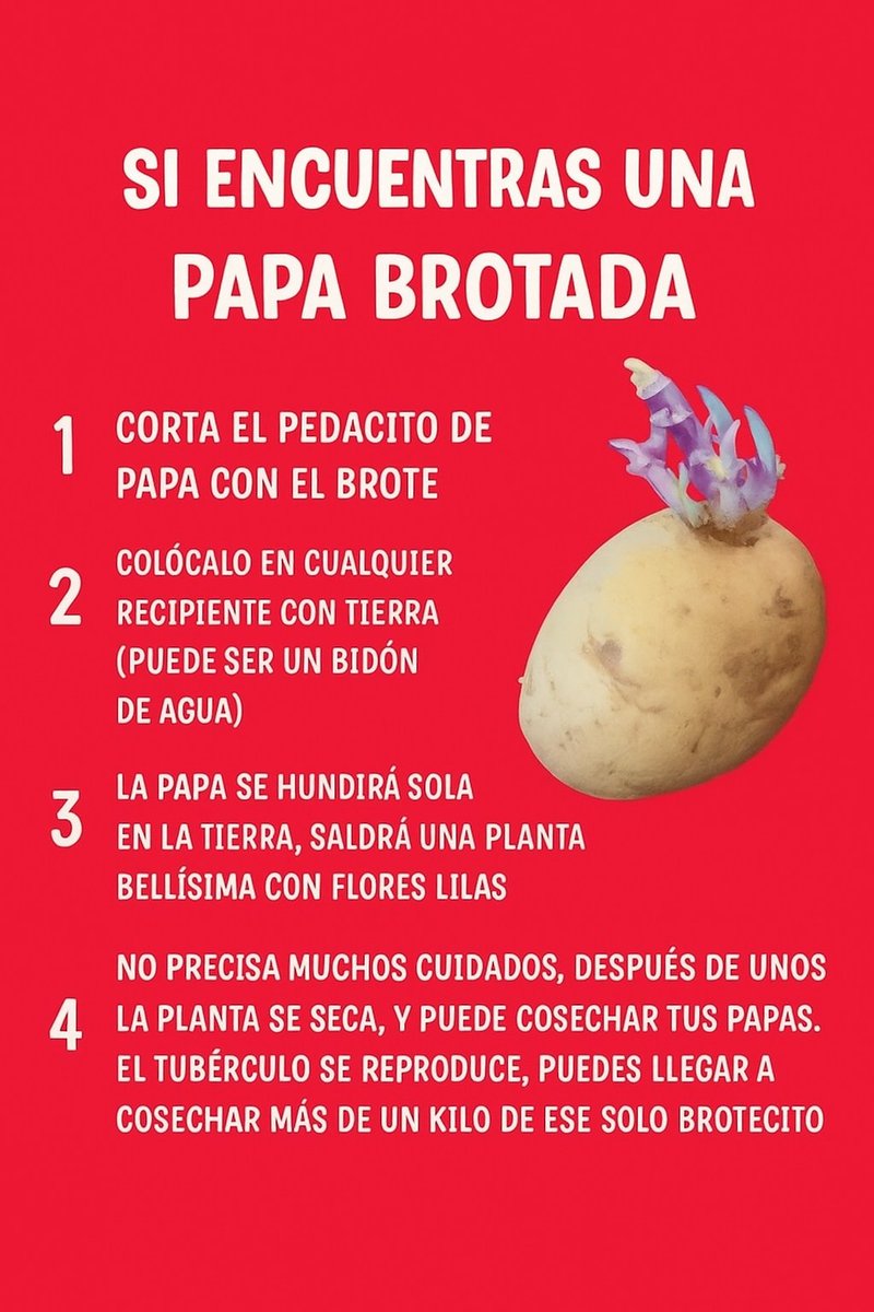 Cómo Cultivar Papas en Casa con una Simple Patata Brotada (¡y cosechar más de un kilo!) de-jardineria.com/2025/07/cultiv…
#cultivar #papas #patatas #huerto #huerta