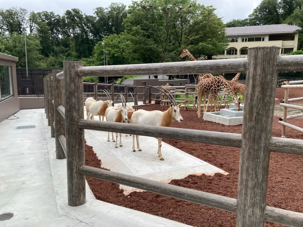 TamaZooPark's tweet image. オリックス なぜだかここが お気に入り
最近、なぜだかシロオリックスのメス5頭すべてがこんなふうに並んでいるのをよく見かけます。
#多摩動物公園 #シロオリックス #お気に入り
