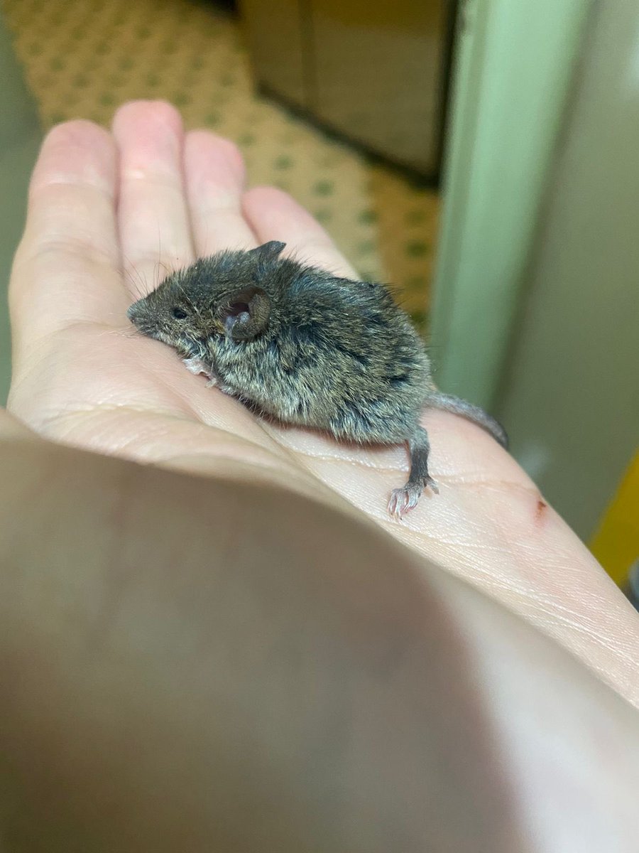 Este tuit está gustando mucho.

Por favor recuerden que los ratones y las ratas son extraordinarios. Que merecen respeto. Que si a alguien no le gustan, no es razón suficiente para lastimarles (a nadie).

Que ellxs también tiene solo una vida y hacen lo mejor que pueden.