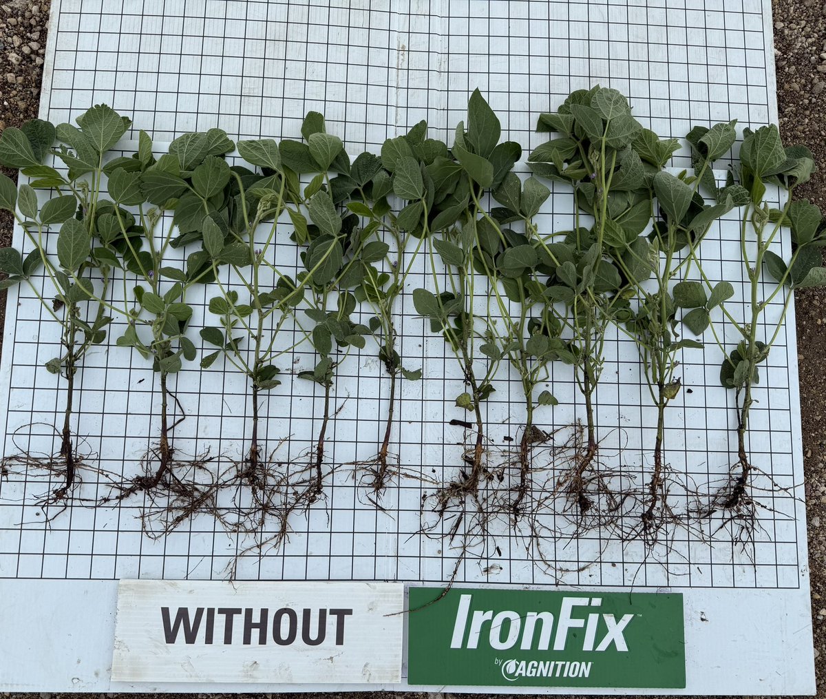 MinStartAg's tweet photo. IronFix looks good on third visit near Johnson, Mn. More iron and boosted microbes results in higher yields. Get the most out of IDC beans with IronFix! #IDC #beans #soilhealth @AgnitionUSA https://t.co/3DyYvsDGFn