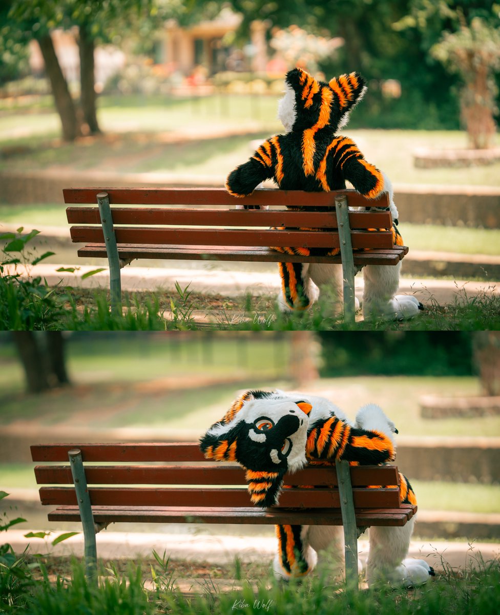 SilySox's tweet image. Sit next to Chez?? :>
#FursuitFriday #furry #fursuit
📷@KibaRinWolf