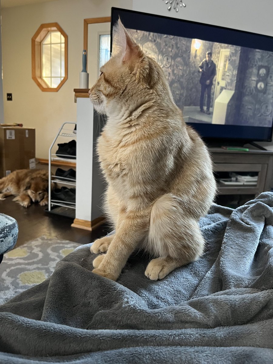 DinkyCat2's tweet image. why he like that