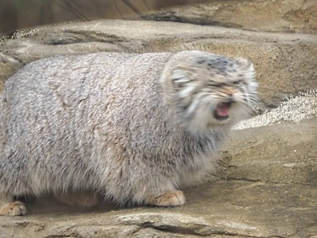 Daily Manul (@dailymanul) on Twitter photo 