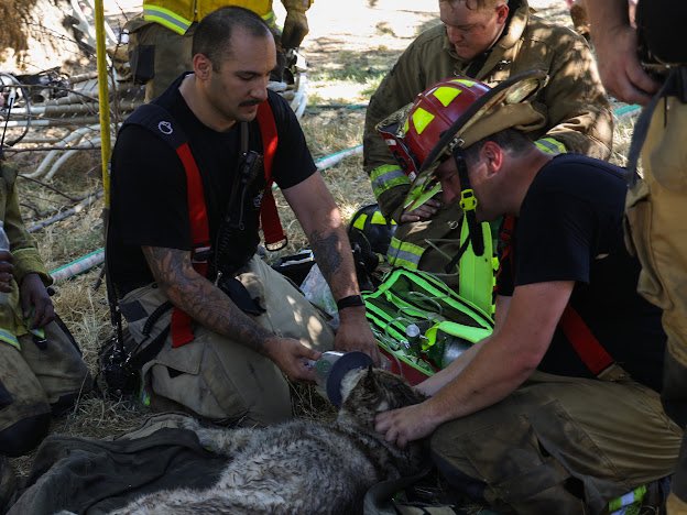 CALFIRELNU's tweet image. 🐾 Dog Rescued from House Fire! 🐕🦺🔥
On Friday morning, CAL FIRE LNU firefighters teamed up with Lake County Fire Protection District to battle a residential fire on Bonham Rd in Lower Lake.
While working the scene, crews discovered a dog trapped inside the home. Without…