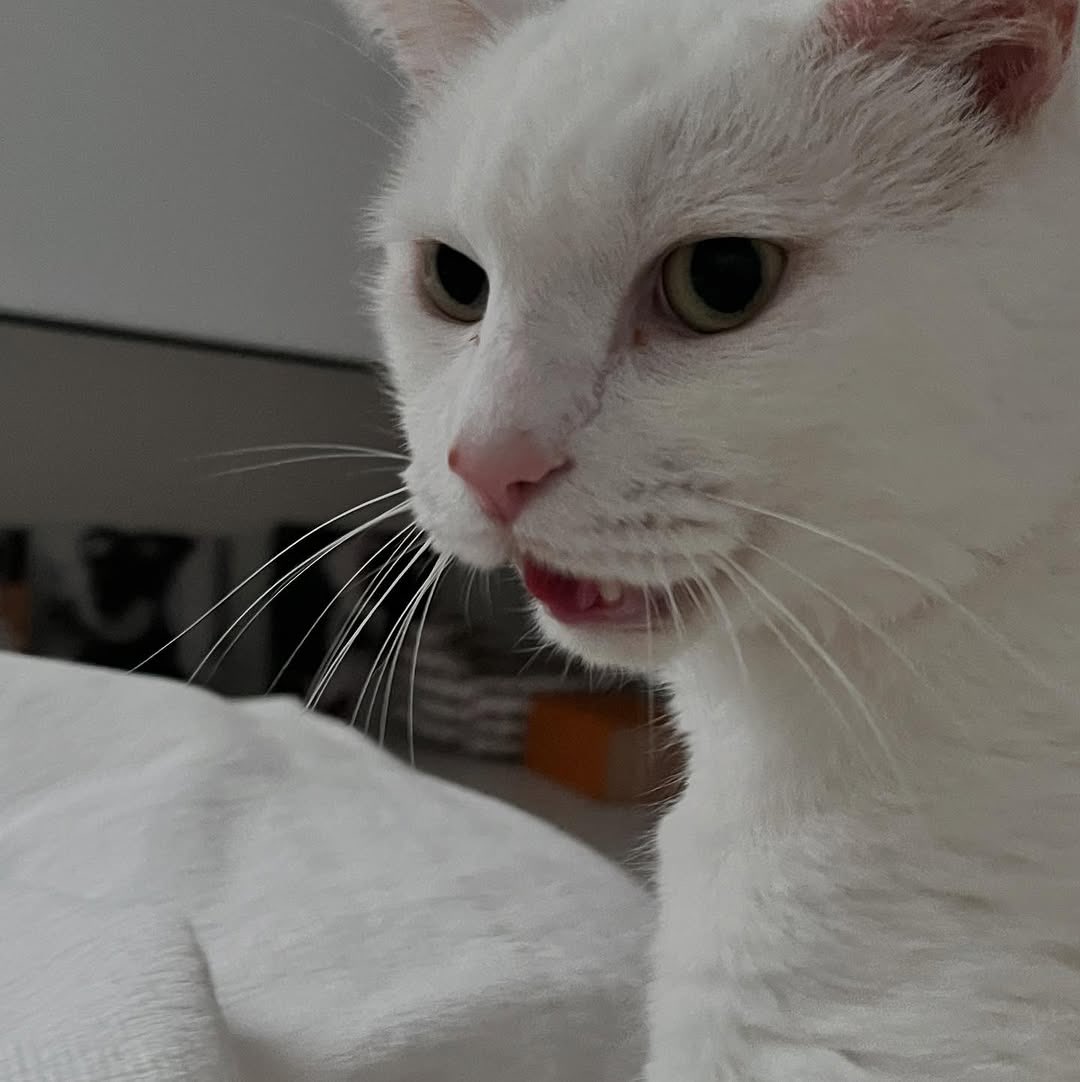 soobinms's tweet image. Good morning! It’s weekend and Haku keep working 😝