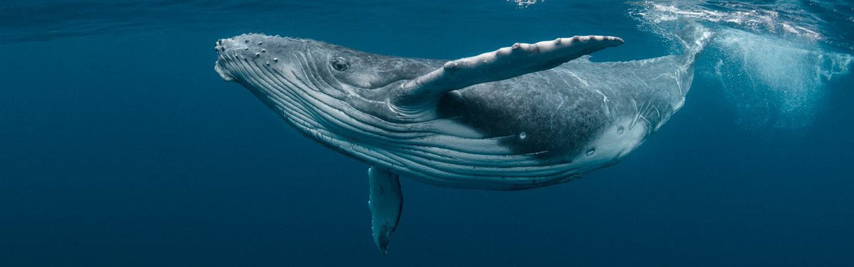 limedoorstudio's tweet image. I need to know why I have such a strong emotional response to this. Is it really all the Save the Whales programming from the 90s, or is there some greater spirit in this ancient creature