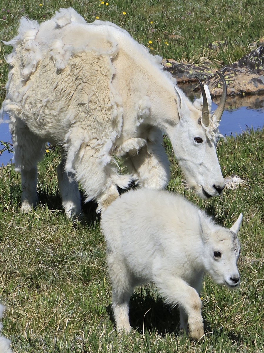 BobZellarPhoto's tweet image. #Wildlife on #BeartoothPass #MountainGoats