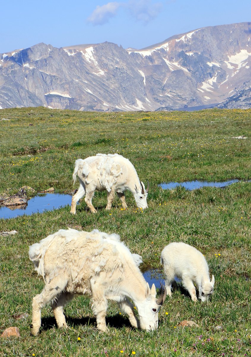 BobZellarPhoto's tweet image. #Wildlife on #BeartoothPass #MountainGoats