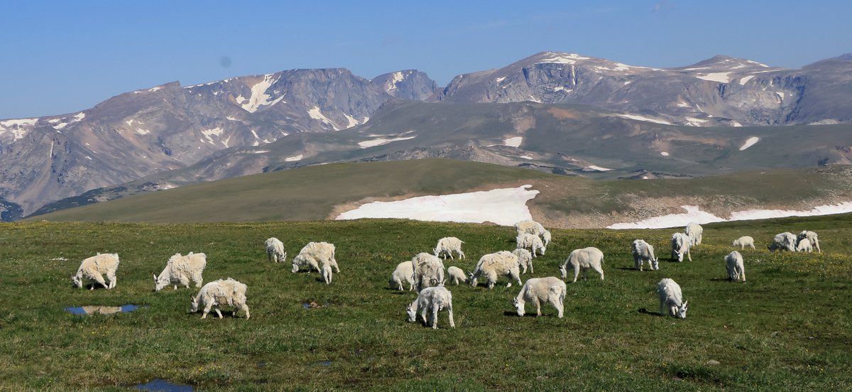BobZellarPhoto's tweet image. #Wildlife on #BeartoothPass #MountainGoats