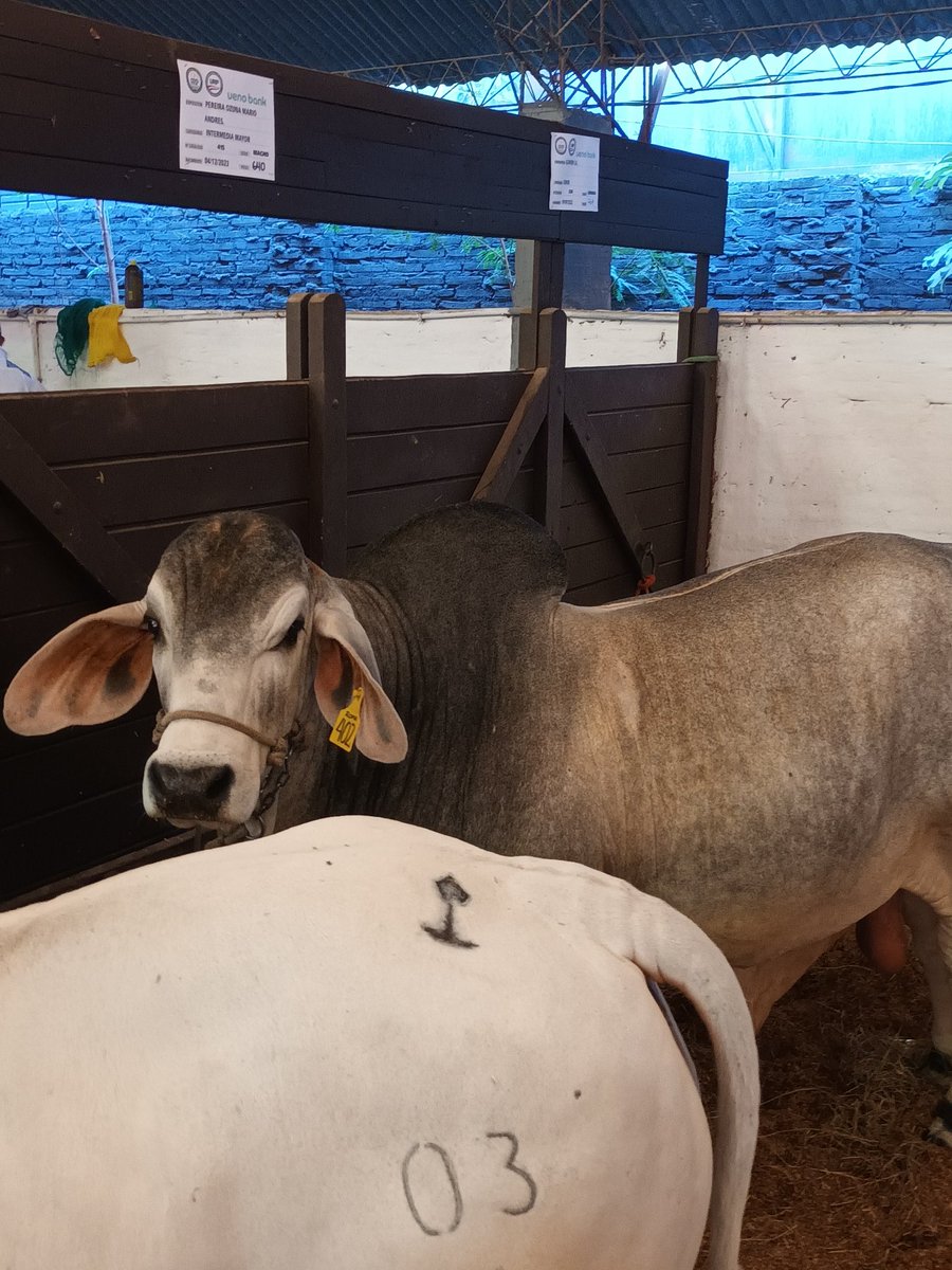 Fortalezas: fácil colocación de caravanas 

Debilidades: innumerables