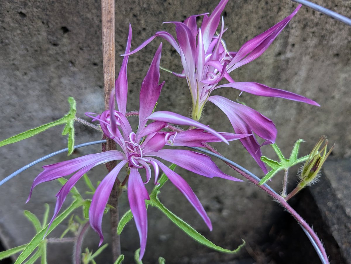 ca_siro's tweet image. 今朝の花
柳と糸柳の牡丹

先日の紫とは色味が違うので、それぞれdy持ちかもしれないし暑さで褪せてるだけかもしれない