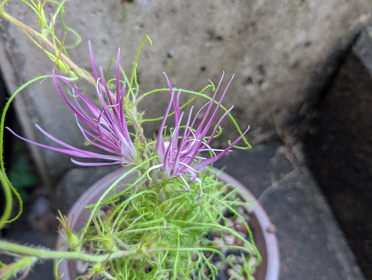 ca_siro's tweet image. 今朝の花
柳と糸柳の牡丹

先日の紫とは色味が違うので、それぞれdy持ちかもしれないし暑さで褪せてるだけかもしれない