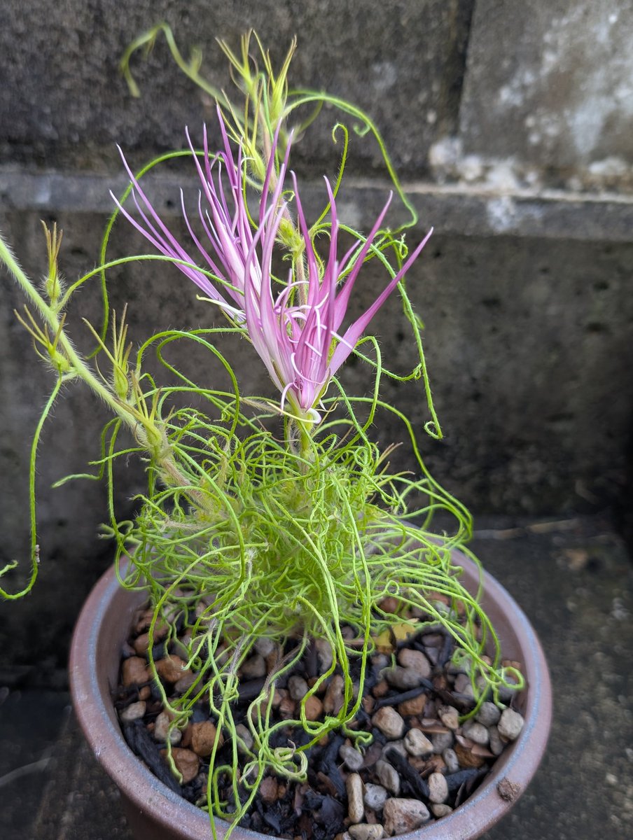 ca_siro's tweet image. 今朝の花
柳と糸柳の牡丹

先日の紫とは色味が違うので、それぞれdy持ちかもしれないし暑さで褪せてるだけかもしれない