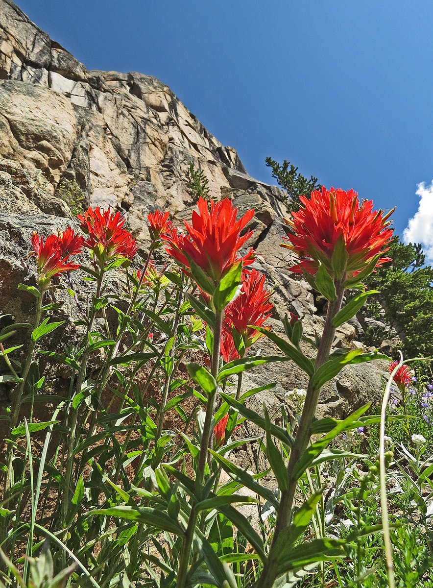 BobZellarPhoto's tweet image. #WildFlowers on #BeartoothPass today