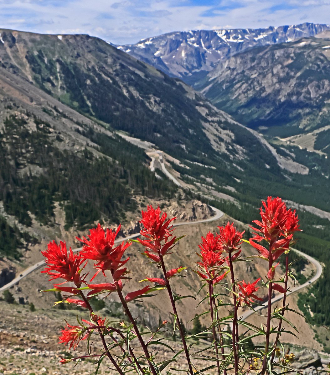 BobZellarPhoto's tweet image. #WildFlowers on #BeartoothPass today