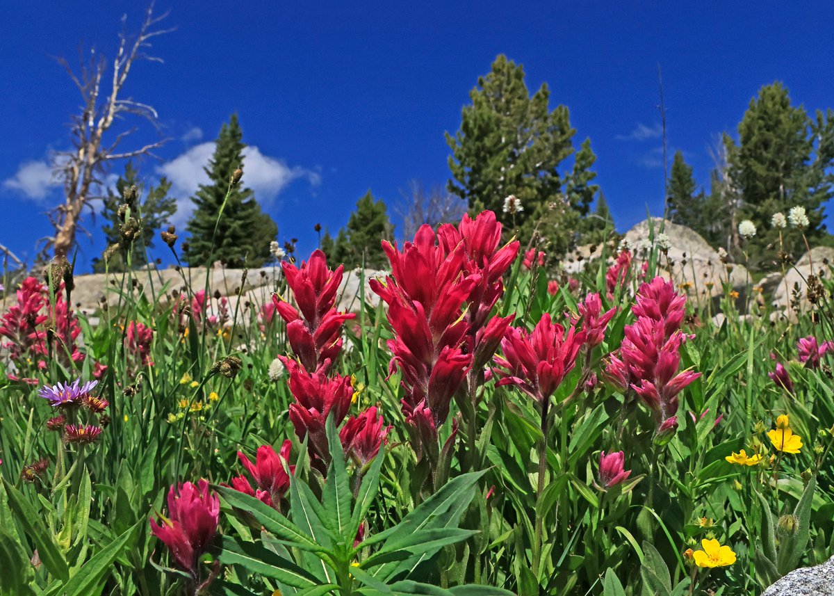 BobZellarPhoto's tweet image. #WildFlowers on #BeartoothPass today