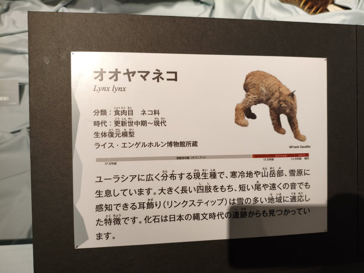 _dnqe's tweet image. ちょっと前に科博の氷河期展行ってきたんだけど、Gorilla gorilla系学名が沢山観測できて嬉しくなった、オオヤマネコのLynx lynxがリンクスティップも含めてベスト知識