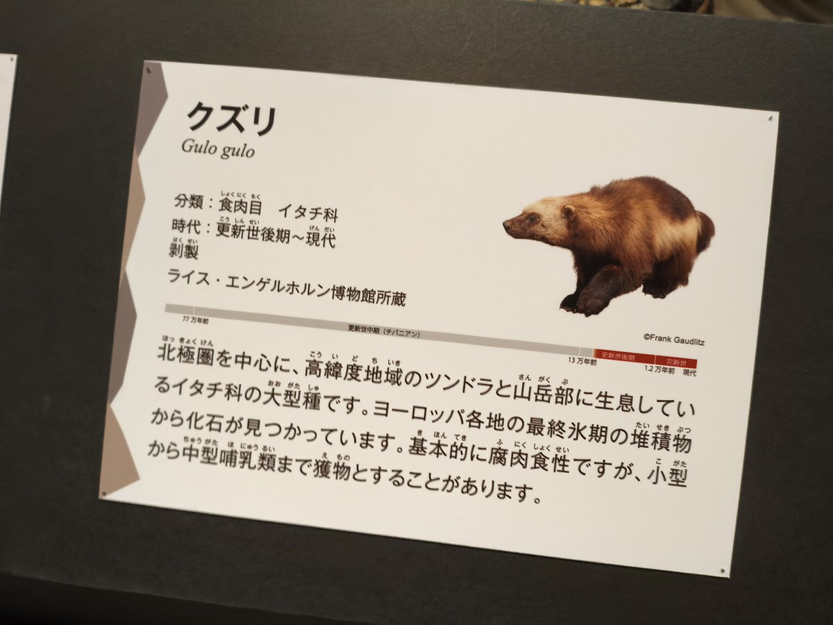 _dnqe's tweet image. ちょっと前に科博の氷河期展行ってきたんだけど、Gorilla gorilla系学名が沢山観測できて嬉しくなった、オオヤマネコのLynx lynxがリンクスティップも含めてベスト知識