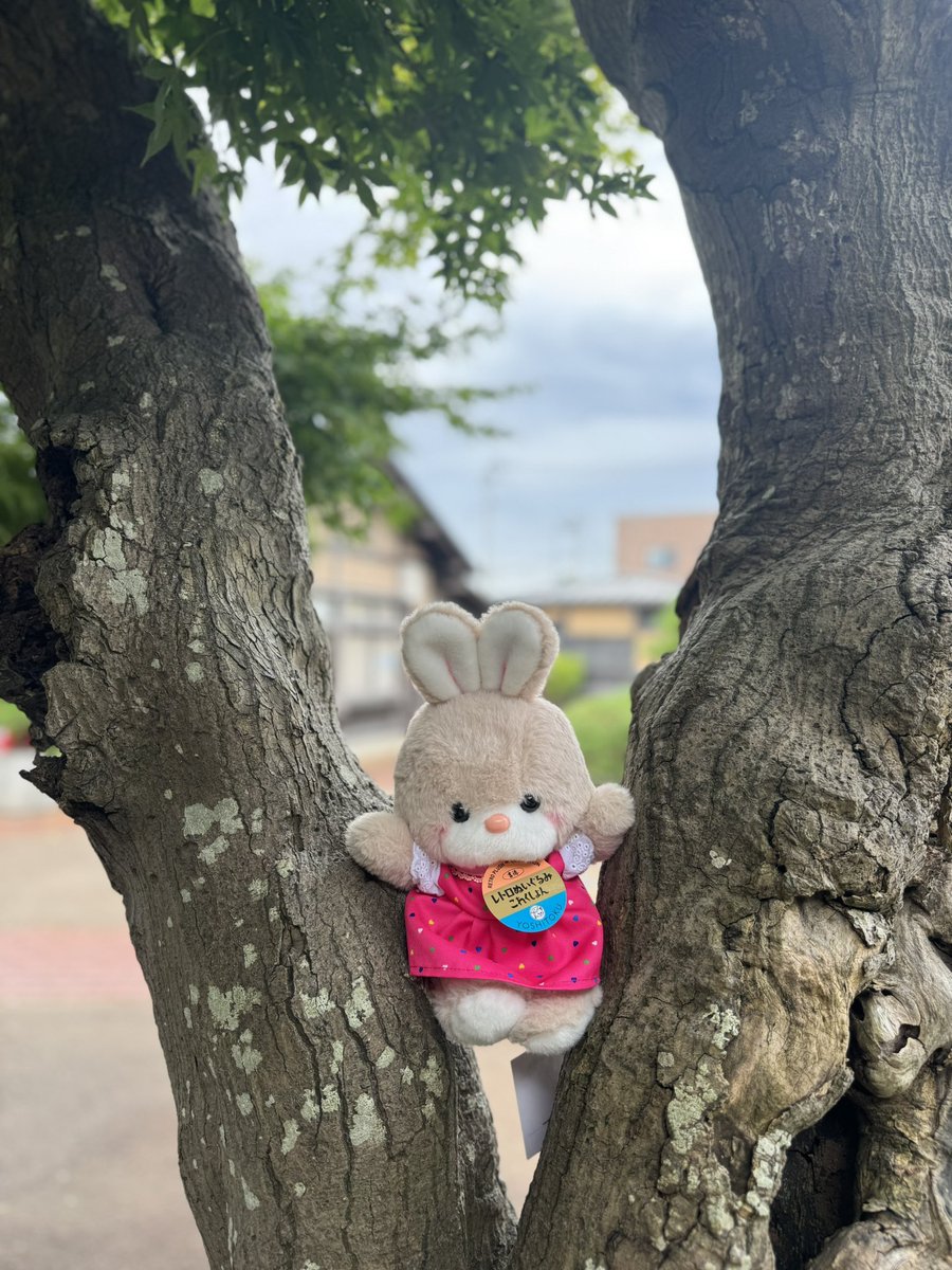 chido1950's tweet image. なぜだか
ここ最近
クリア御刀印が
売れているそうです😊
#吉德これくしょん の
かわいこちゃんがワンサカ
みなさんのお迎えをまってますよ
中の人は
キャンディちゃんをお迎えしました
推しを探しに致博へ
御刀印はミュージアムショップでも
販売しています
↓
chido-onlineshop.stores.jp/items/662b2082…