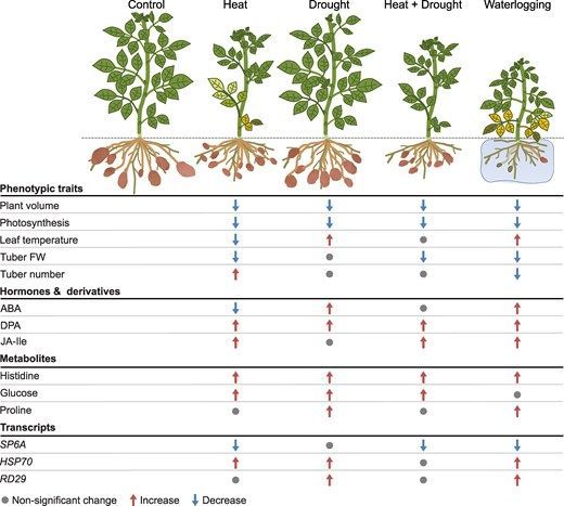 Integration of multi-omics data and deep phenotyping provides insights into responses to single and combined abiotic stress in potato 

academic.oup.com/plphys/article… 
♻️