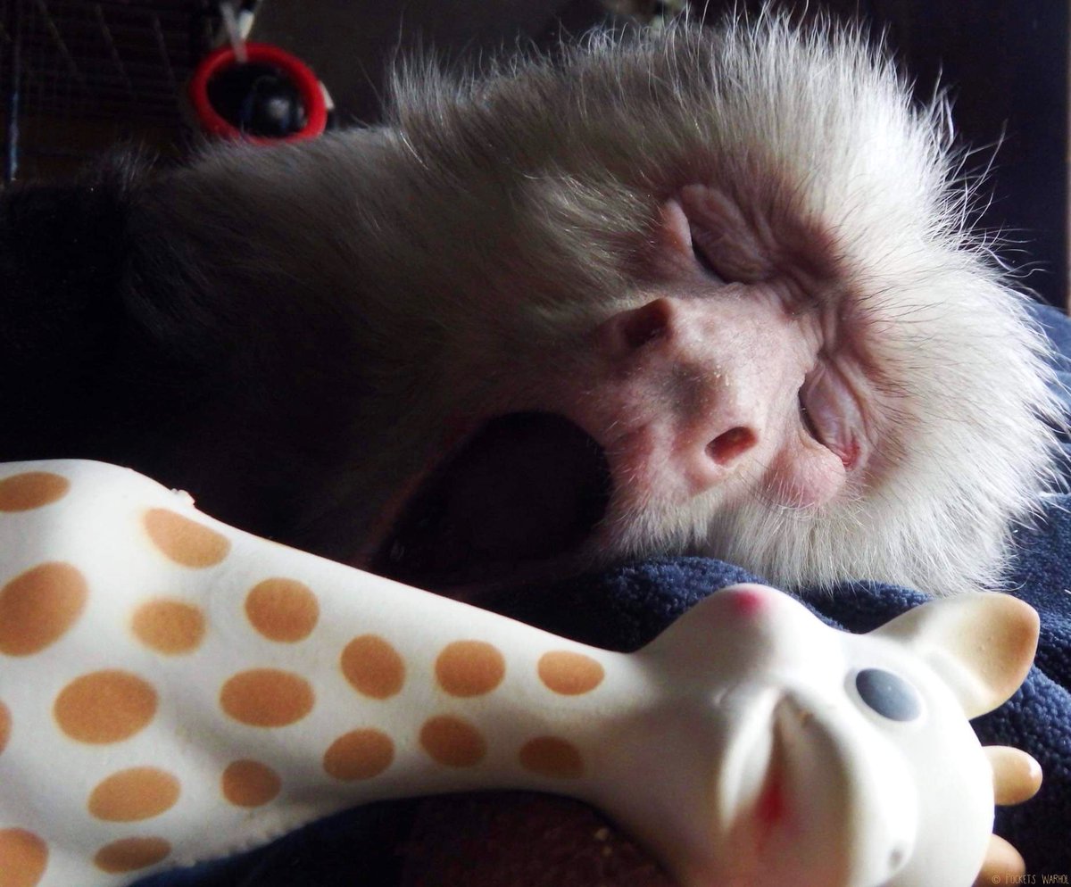 PocketsWarhol's tweet image. 💤🌌🐵