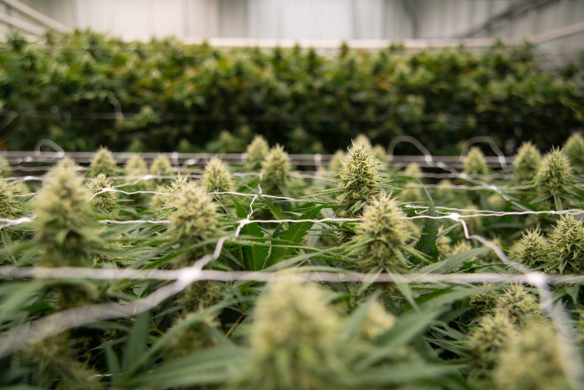 TheNVIndy's tweet image. A new report found that since 2018, Nevada’s two marijuana taxes have raised nearly $716 million for K-12 education funding. That equals out to roughly $1,500 per student over the past seven years.
Learn more about it in this Fact Brief: thenevadaindependent.com/article/does-n…
