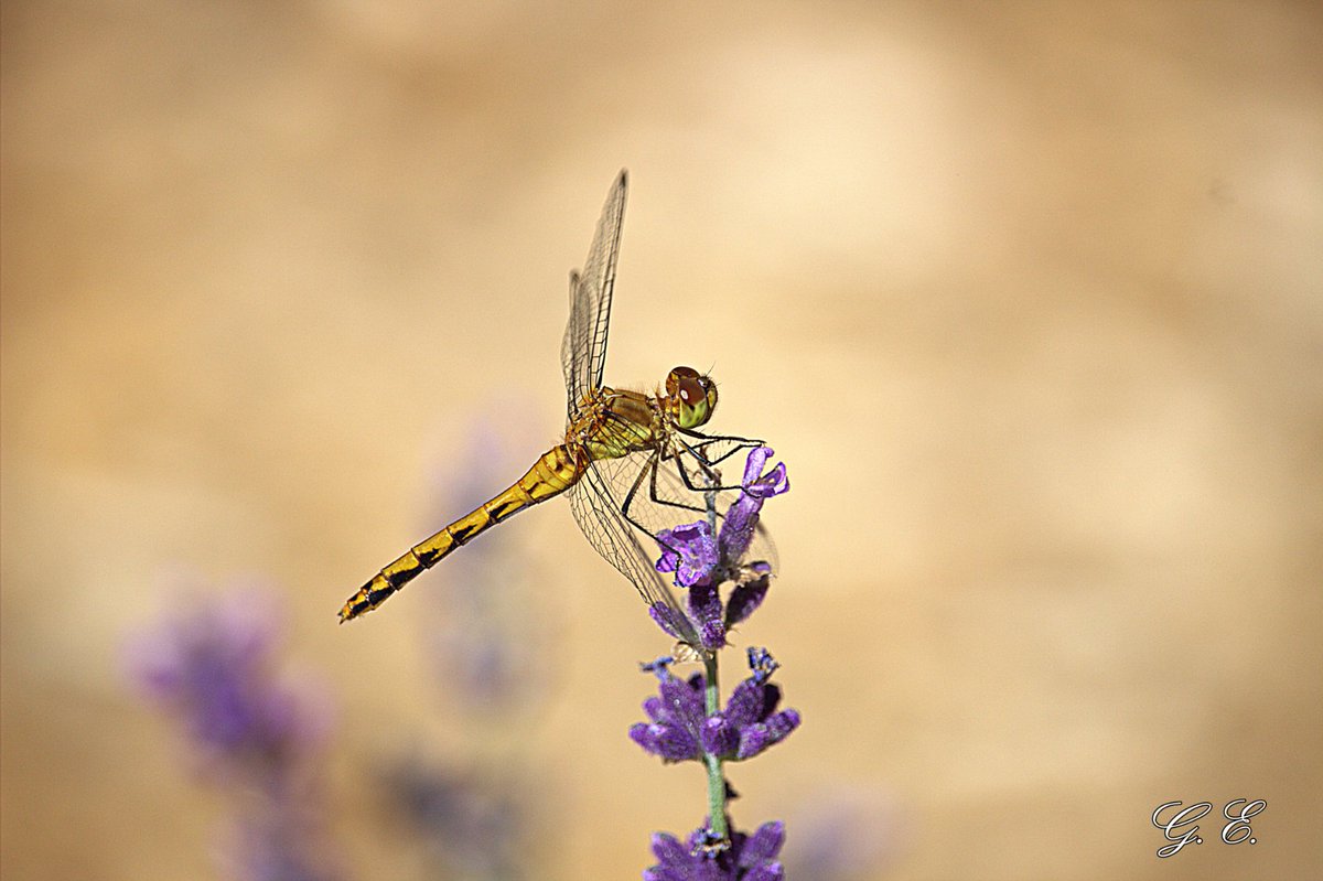 GraceOnFire2's tweet image. "The dewdrops hang on the bending grass, A dragon-fly cuts a sunbeam through, The moaning Cypress trees lift sombre arms Up to skies of cloudless blue" - Grace Hibbard
#photography #photographyOnX #nature #dragonflies #summer