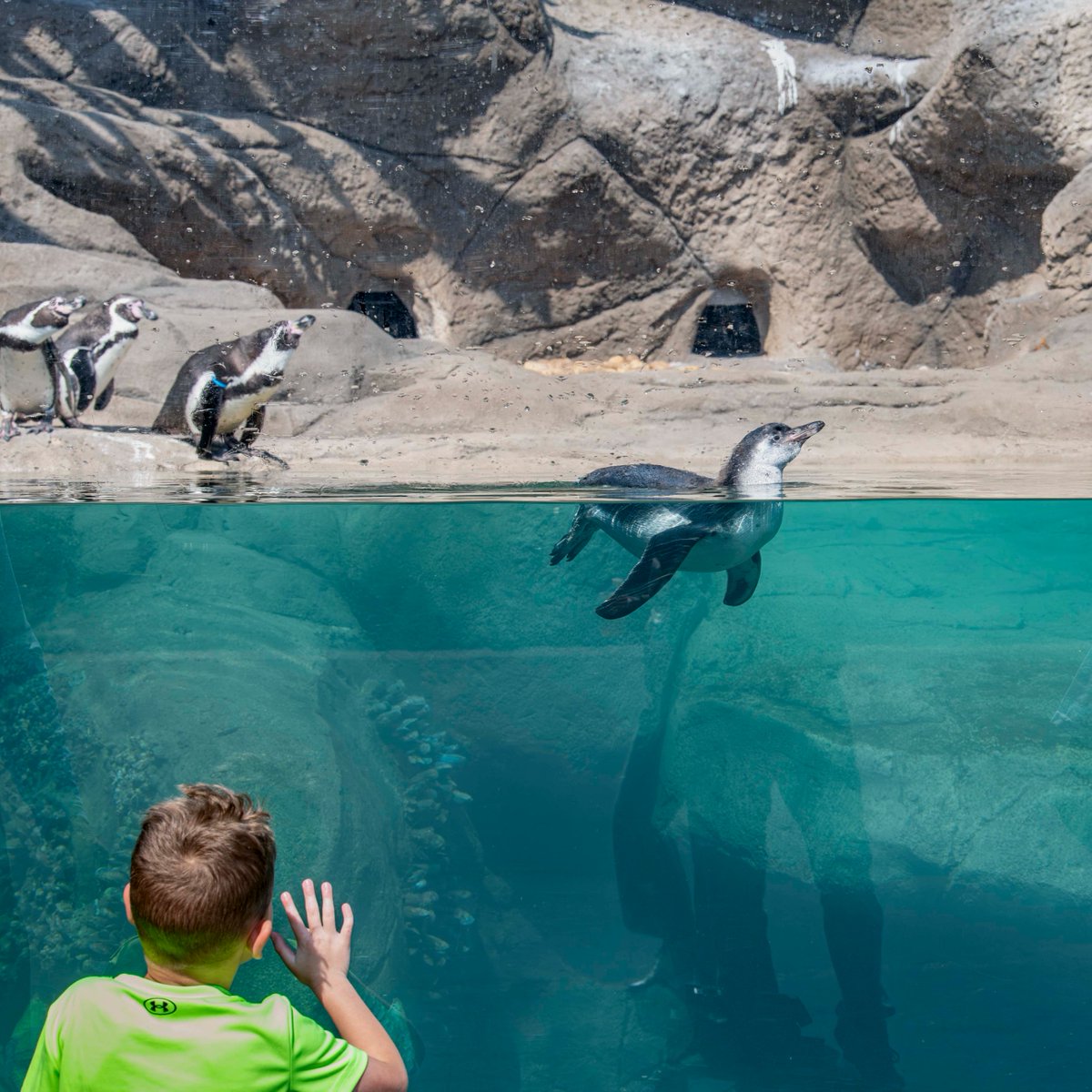 MilwaukeeCoZoo's tweet image. Vote for your favorite Humboldt penguin name👉 mkezoo.com/NameOurPenguin
#humboldtpenguin #MKEZoo