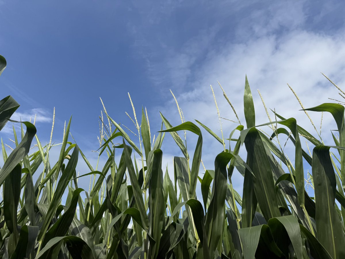 alex_woodall's tweet image. P1027AM. North Central Iowa. Mid April planted. Plenty of pollen load and just has the tip left to finish pollinating.