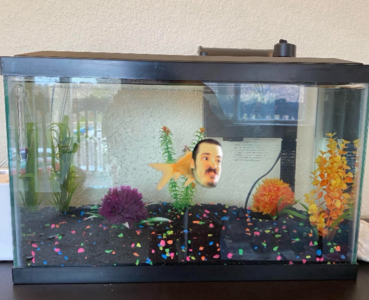 rickyberwick's tweet image. I'm coming back on #fishtanklive !
STARTING TOMORROW NIGHT IS RICKTANK