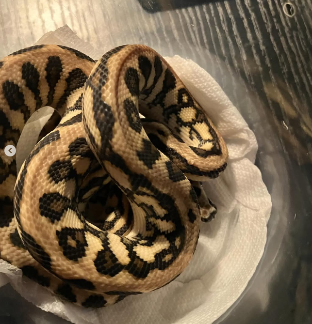 HandsomeMatt1's tweet image. @Diablo My new Jungle Jaguar Carpet Python has been named Lilith!
She is a little spicey and nippy but like Lilith She will come around!
Love @Diablo 4!
#reptile #carpetpython #diablo4 #gaming #Python #Lilith