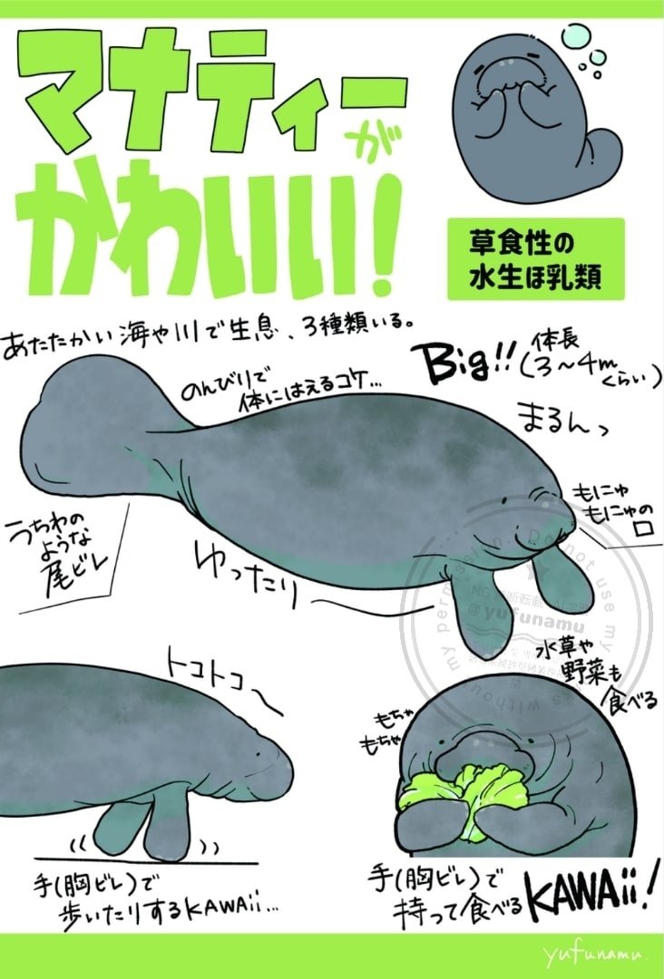 yufunamu's tweet image. #生き物作家さん集まれ2025
マナティー！ジュゴン！ステラーカイギュウ！
海牛類が大好きでぬいぐるみや雑貨など作ってます(◜ω◝)∩🥬
