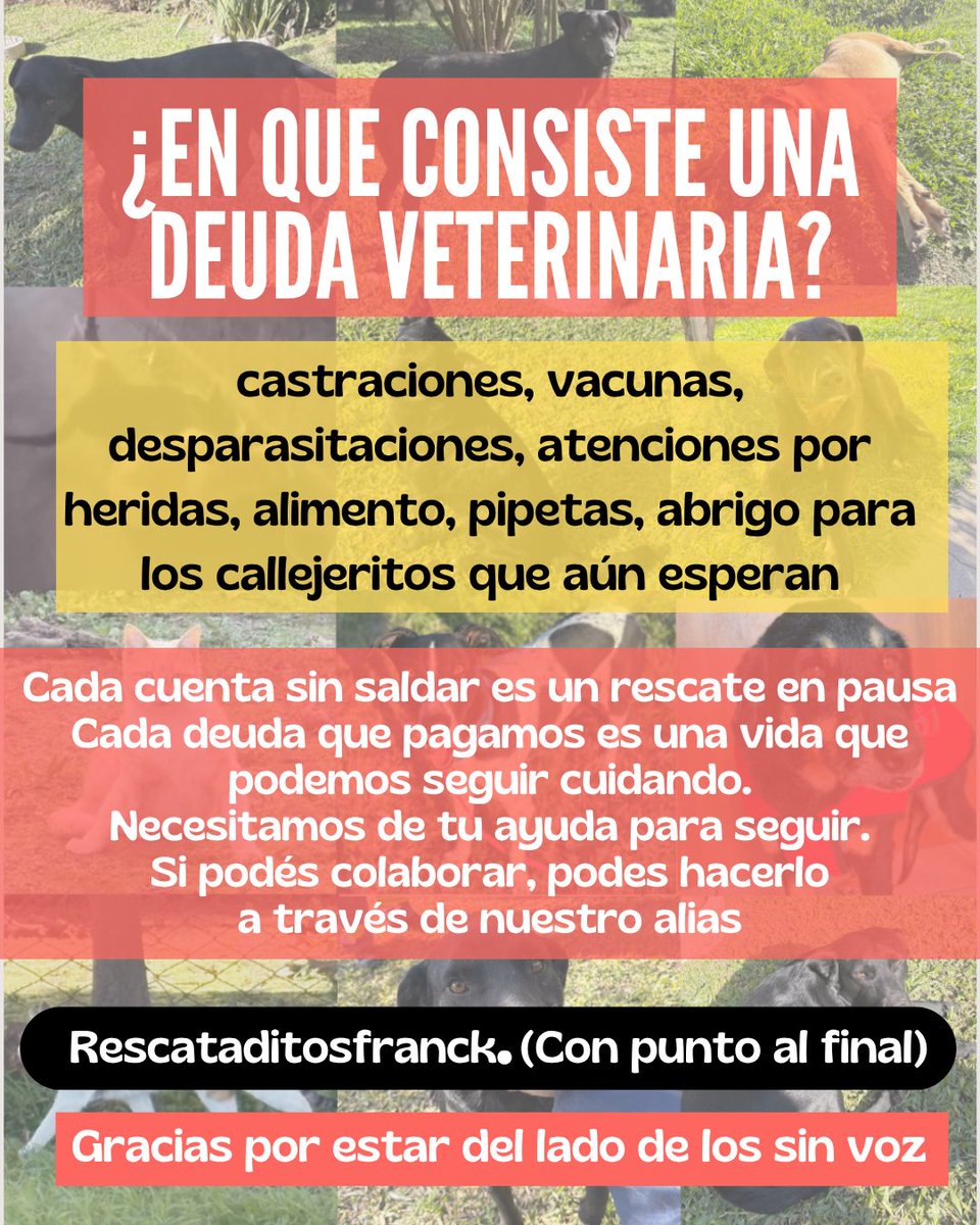 RescataditosF's tweet image. Todavía tenemos la deuda en la vete que debemos saldar !!🙏🥺
Ayúdanos a seguir ayudando 💔
@angelesisi @aaguvolpato