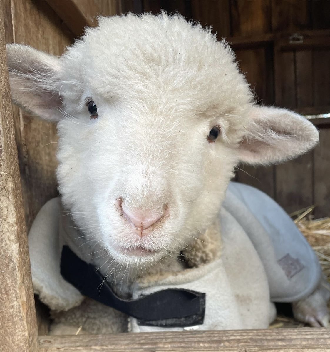 lambning's tweet image. 
