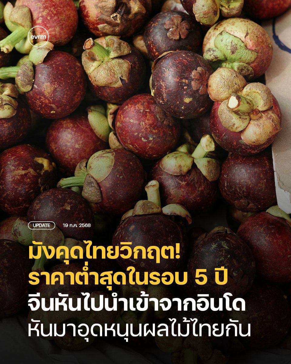 environmanth's tweet image. UPDATE: ราคามังคุดไทยวิกฤต ต่ำสุดใน 5 ปี มีแนวโน้มจะต่ำลงอีก ผลผลิตมาก-ส่งออกน้อยลง จีนหันไปนำเข้าจากอินโดมากขึ้น
ศูนย์วิจัยกสิกรไทย เผย ราคามังคุดไทยปรับลดต่ำสุดในรอบ 5 ปี 11 เดือน แตะ 10 บาทต่อกิโลกรัมในเดือนกรกฎาคม 2568 และทั้งปี 2568 ราคามังคุดคาดว่าจะลดลง 29.1%…